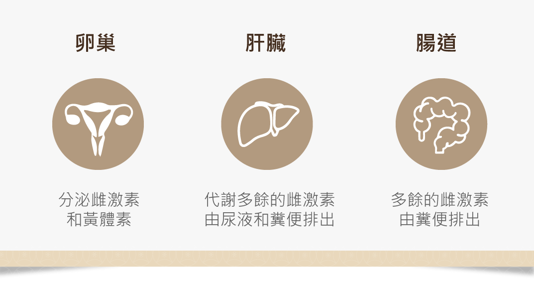 荷爾蒙生成