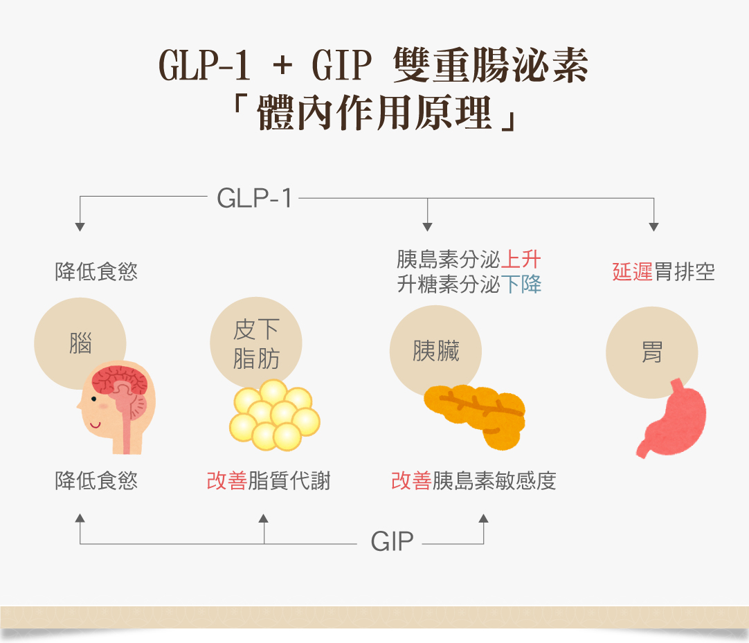 猛健樂GLP-1 GIP雙重腸泌素
