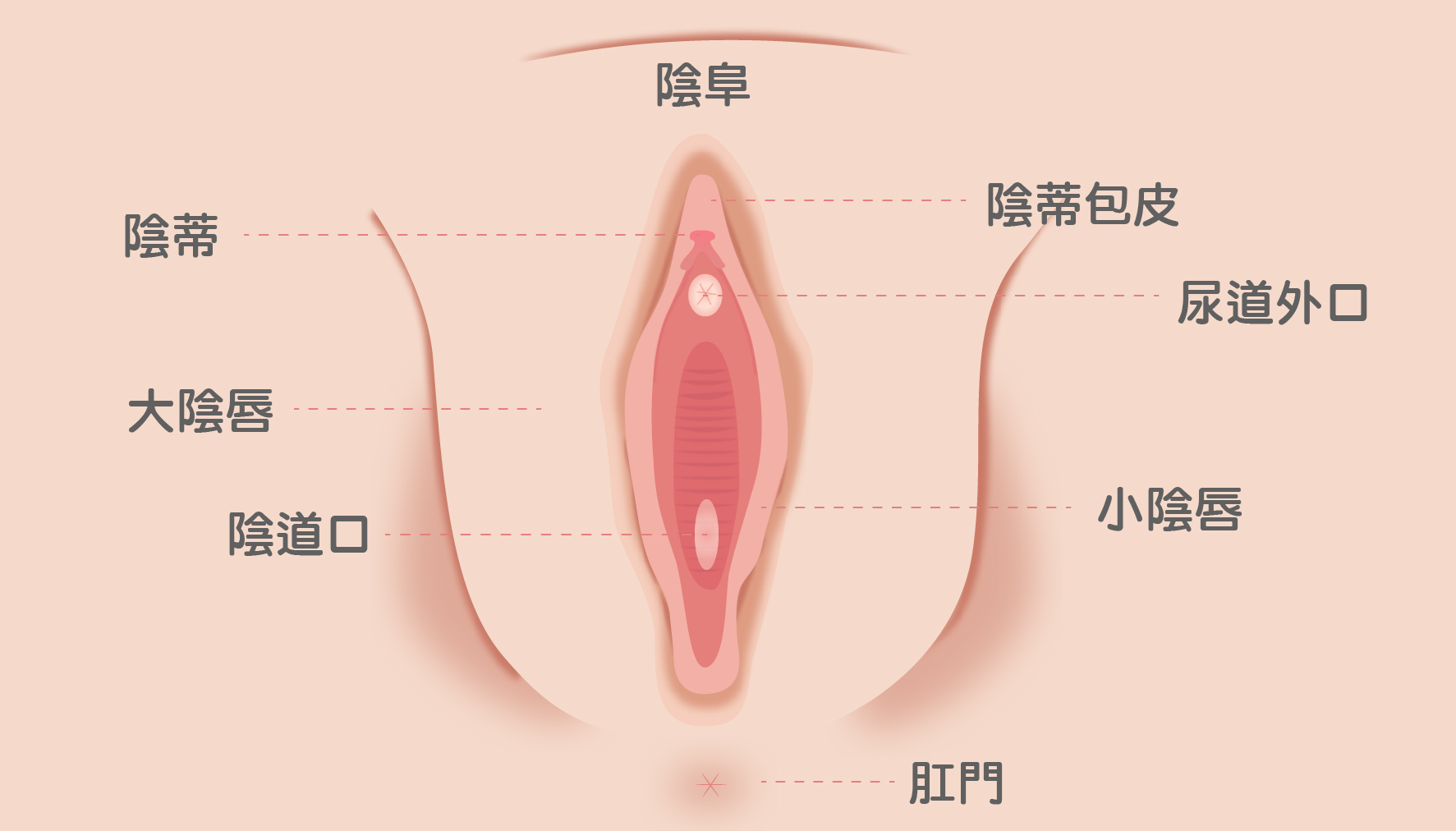 小陰唇位置 小陰唇功能
