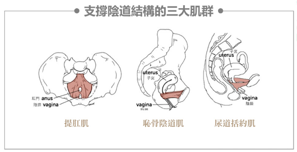 只有自然產的陰道才會鬆弛?