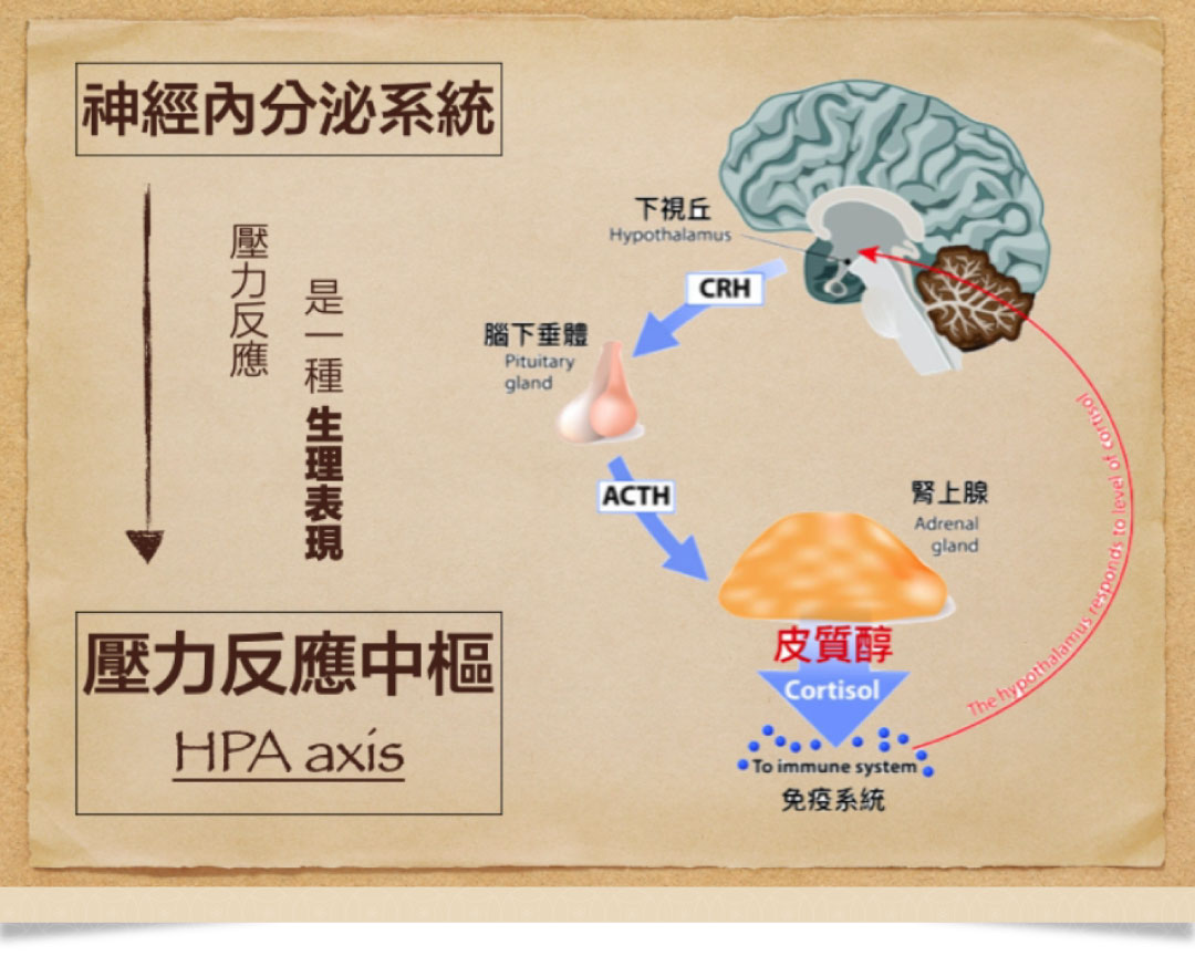 神經內分泌系統