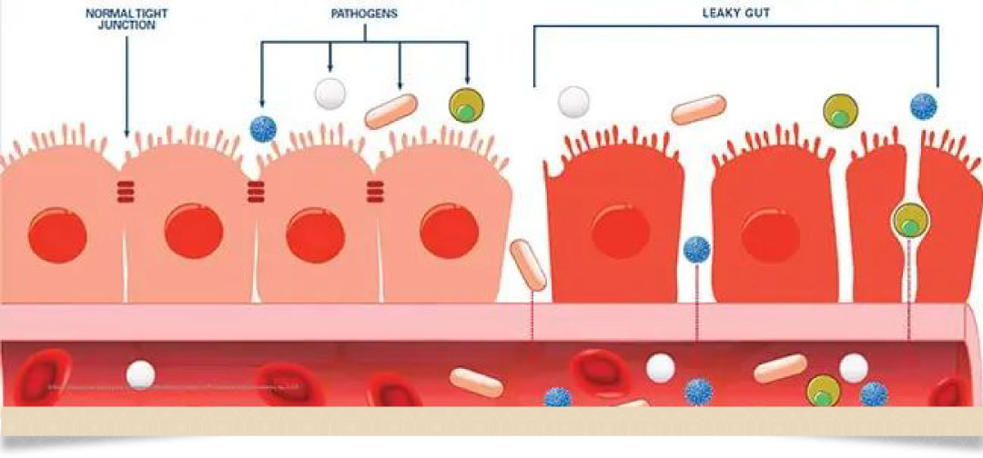 內分泌及賀爾蒙失調
