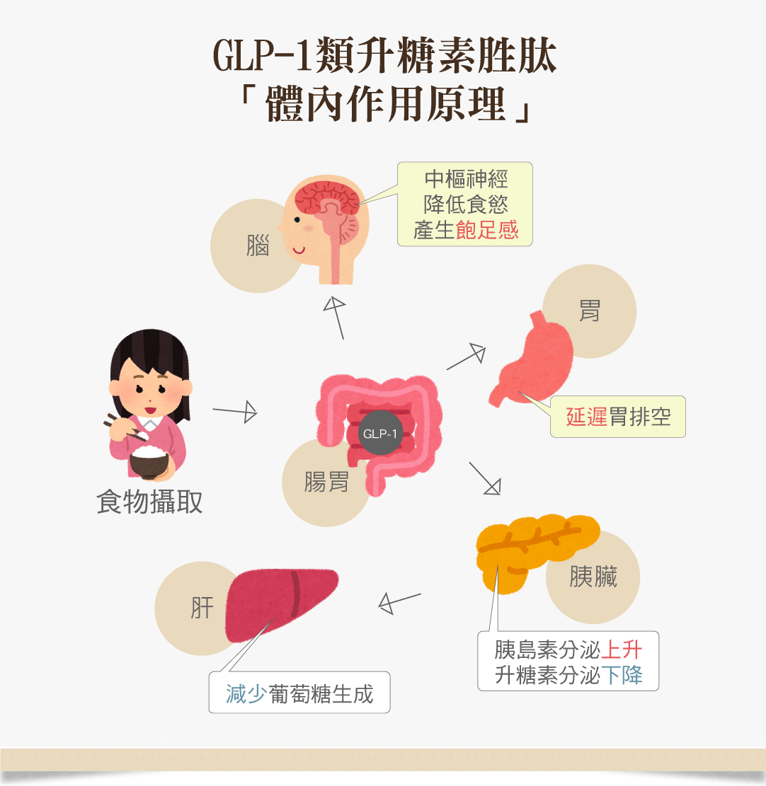 抑制食慾針劑作用原理GLP1 瘦瘦筆週纖達